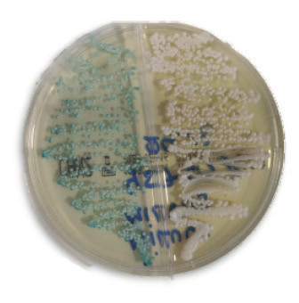 Figure01-First-description